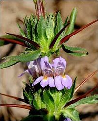 Asteracantha Longifolia