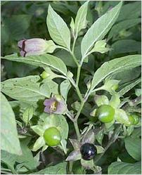 Atropa Belladonna