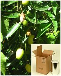 Azadirachta Indica Extract