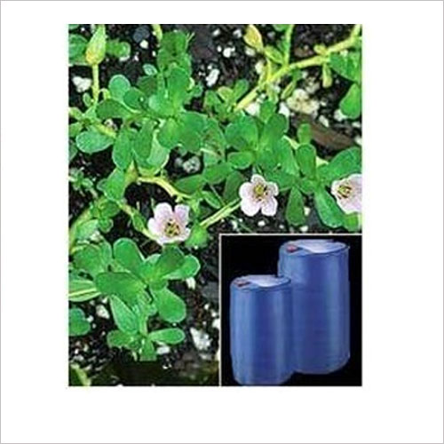 Bacopa Monniera Extract