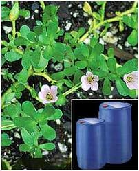 Bacopa Monniera Extract