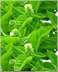 Basil Herb