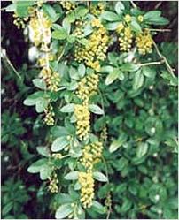 Berberis Aristata