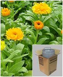 Calendula Officinalis Extract