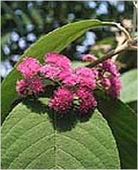 Callicarpa Macrophylla
