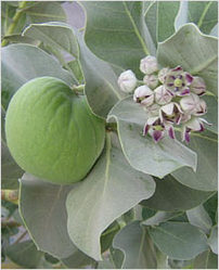 Calotropis Procera