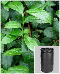 Camellia Sinensis Extract