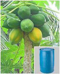 Carica Papaya Extract