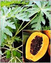 Carica Papaya