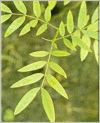 Cassia Angustifolia