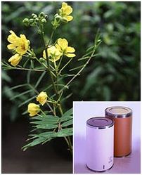 Cassia Angustifolia Extract