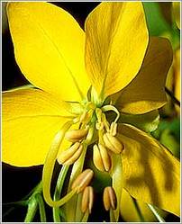 Cassia Fistula