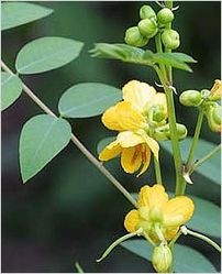 Cassia Occidentalis