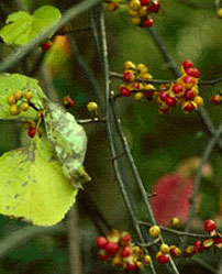 Celastrus Paniculata