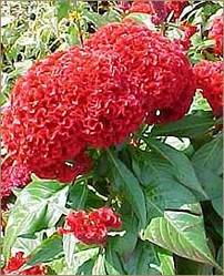 Celosia Cristata