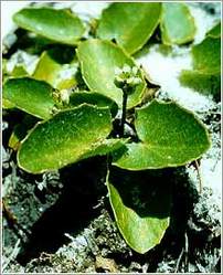 Centella Asiatica