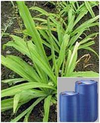 Chlorophytum Borivilianum Extract