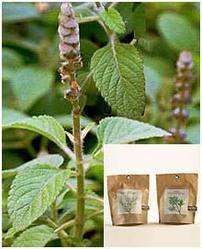 Coleus Forskohlii Extract