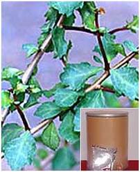 Commiphora Mukul Extract