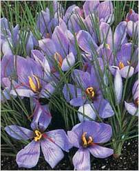 Crocus Sativus