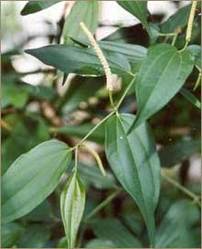 Piper Cubeba