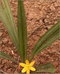 Curculigo Orchioides