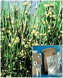 Ephedra Vulgaris Extract