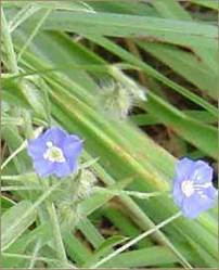 Convolvulus Alsinoides