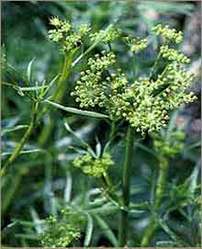 Ferula Foetida