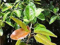 Ficus Benghalensis