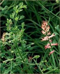 Fumaria Officinalis