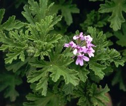 Pelargonium Graveolens