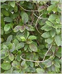 Gymnema Sylvestre Leaves