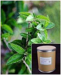 Gymnema Sylvestre Extract