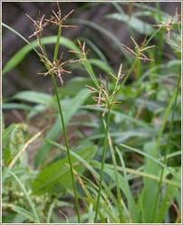 Cyperus Rotundus