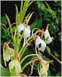 Hedychium