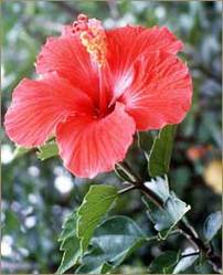 Hibiscus Rosa Sinensis