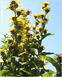 Inula Racemosa