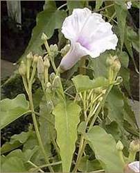 Ipomoea Carnea