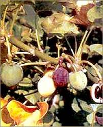 Jatropha Seeds