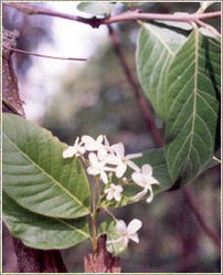 Holarrhena Antidysenterica