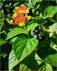 Lantana Camara