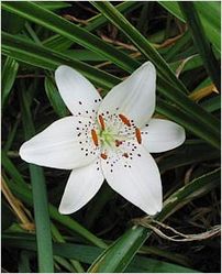 Lilium Polyphyllum