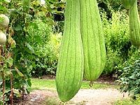 Luffa Cylindrica