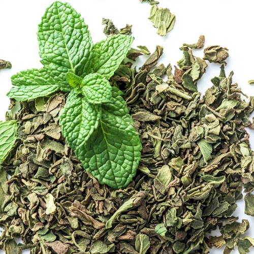 Mentha Spicata