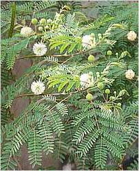 Mimosa Pudica