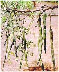 Moringa Oleifera