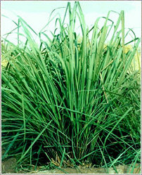 Lemongrass
