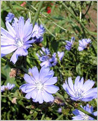 Cichorium Intybus