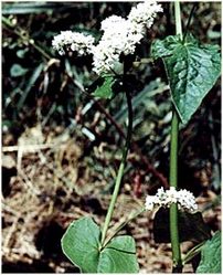 Buckwheat Hulls